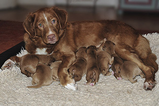 Tyra with litter 9